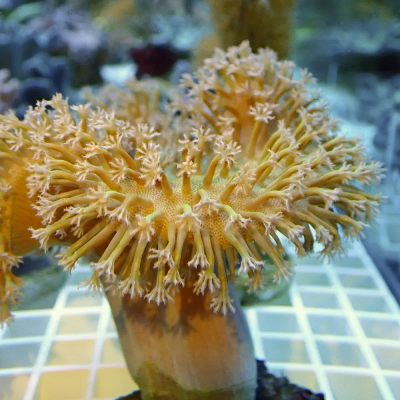Sarcophyton Ehrenbergi Bruin / Groen | Coralandfishstore Sarcophyton Ehrenbergi Bruin / Groen | Coralandfishstore