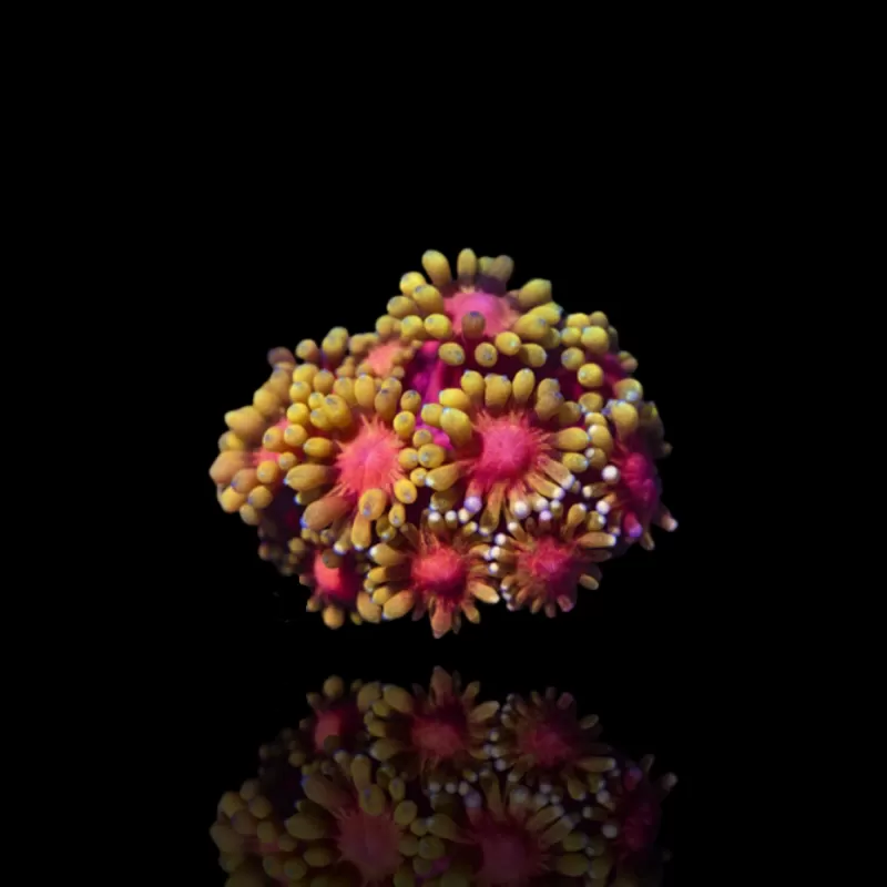 Goniopora sp Pink / Red bestellen ? l Coralandfishstore.nl Goniopora sp Pink / Red bestellen ? l Coralandfishstore.nl