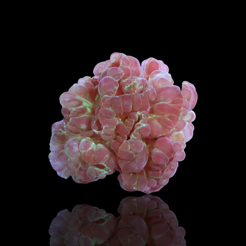 Nemenzophyllia Turbida Fuchskoralle |b Coralandfishstore Nemenzophyllia Turbida Fuchskoralle |b Coralandfishstore