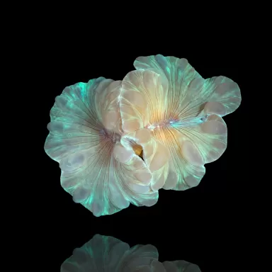 Nemenzophyllia Turbida Fox Coral M-Size
