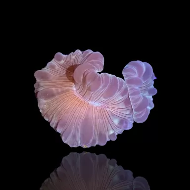 Nemenzophyllia Turbida Fox Coral |b Coralandfishstore