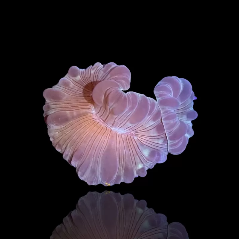 Nemenzophyllia Turbida Fuchskoralle |b Coralandfishstore Nemenzophyllia Turbida Fuchskoralle |b Coralandfishstore