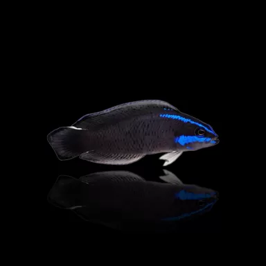 pseudochromis Springeri