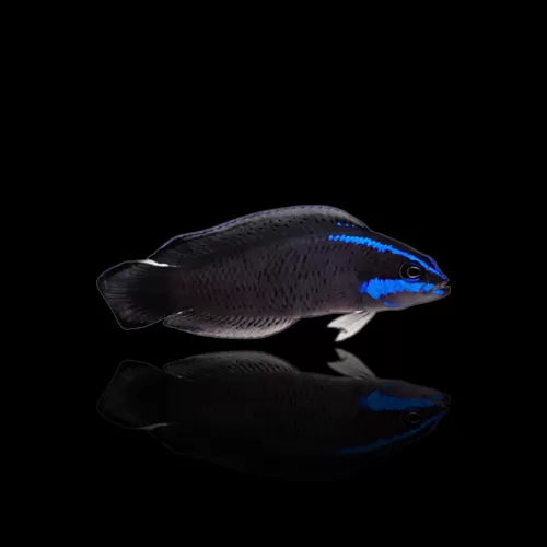 Pseudochromis Springeri – Ordnung des Blauen Zwergbarsches? | Corallandfishstore