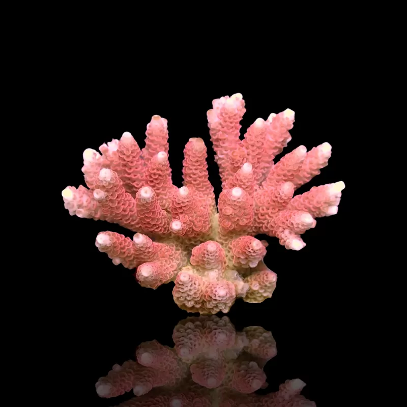 Acropora sp kopen? | Coralandfishstore.nl Acropora sp kopen? | Coralandfishstore.nl