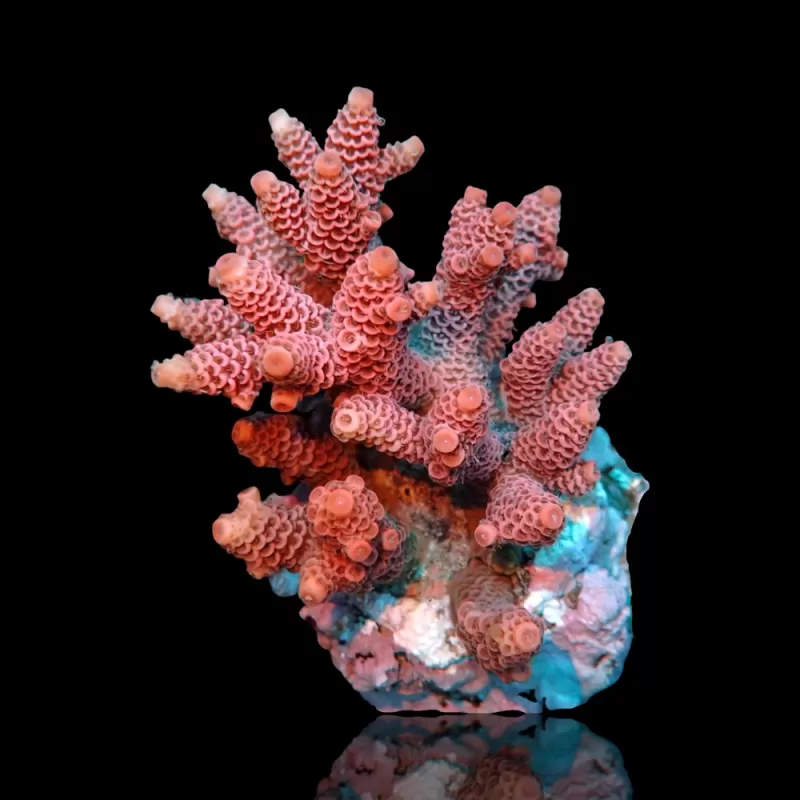 Acropora sp kopen? | Coralandfishstore.nl Acropora sp kopen? | Coralandfishstore.nl