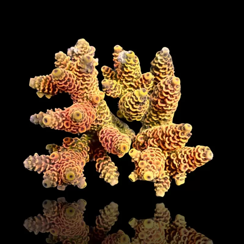 Acropora sp kopen? | Coralandfishstore.nl Acropora sp kopen? | Coralandfishstore.nl