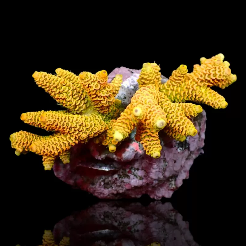 Acropora sp kopen? | Coralandfishstore.nl Acropora sp kopen? | Coralandfishstore.nl
