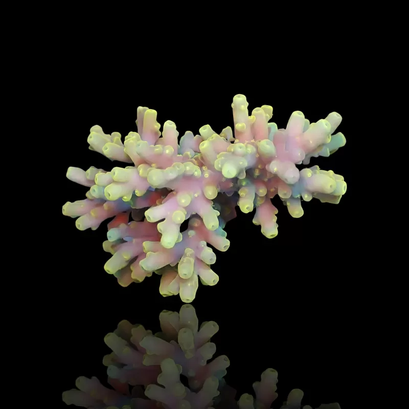 Acropora sp kopen? | Coralandfishstore.nl Acropora sp kopen? | Coralandfishstore.nl