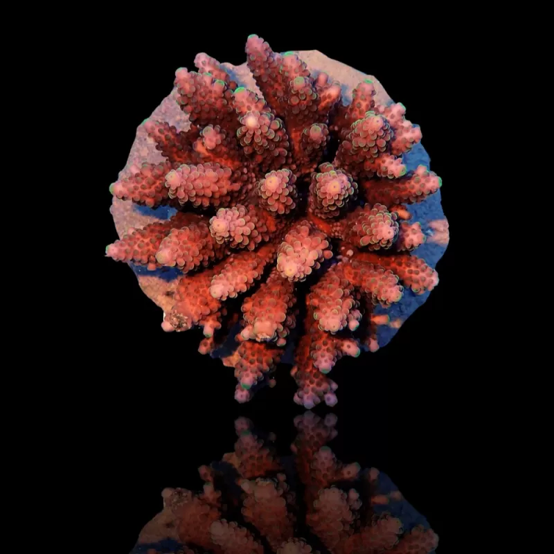 Acropora sp kopen? | Coralandfishstore.nl Acropora sp kopen? | Coralandfishstore.nl