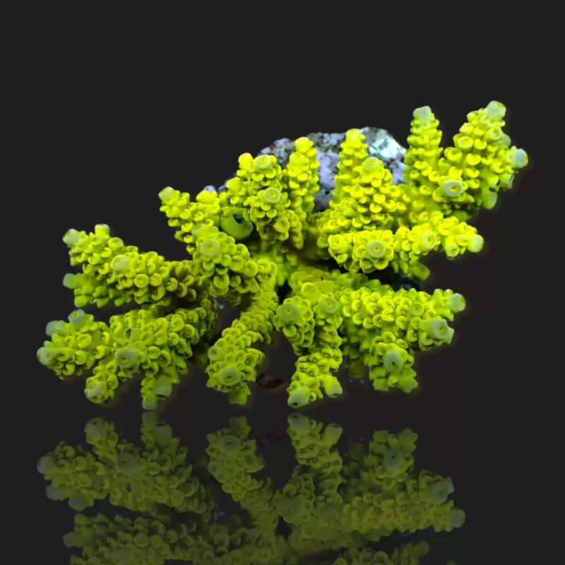 Acropora sp kopen? | Coralandfishstore.nl Acropora sp kopen? | Coralandfishstore.nl