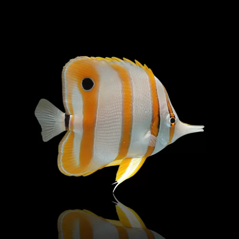 Chelmon Rostratus (frozen food aclimatized) kopen | Coralandfishstore.nl Chelmon Rostratus (frozen food aclimatized) kopen | Coralandfishstore.nl