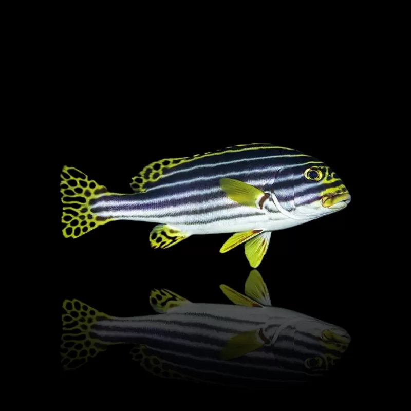 Plectorhinchus vittatus | Coralandfishstore.nl Plectorhinchus vittatus | Coralandfishstore.nl
