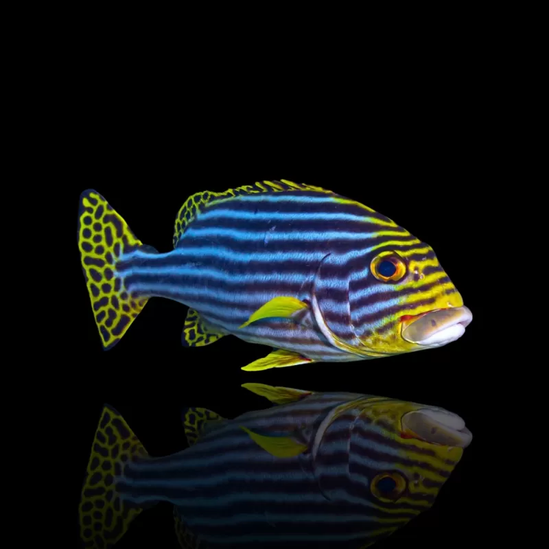 Plectorhinchus vittatus | Coralandfishstore.nl Plectorhinchus vittatus | Coralandfishstore.nl