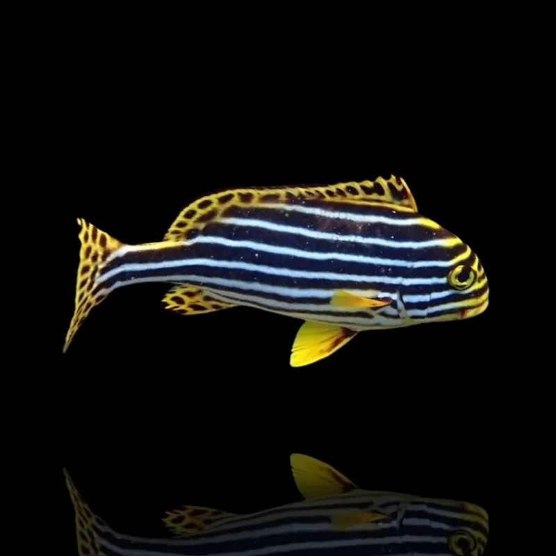 Plectorhinchus vittatus Plectorhinchus vittatus