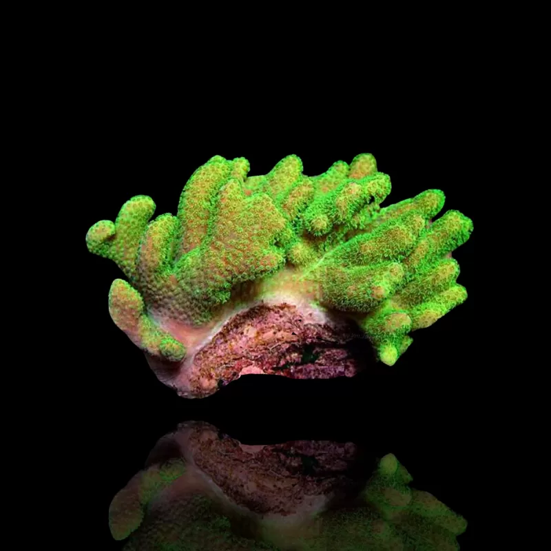 Lobophytum | Coralandfishstore.nl Lobophytum | Coralandfishstore.nl