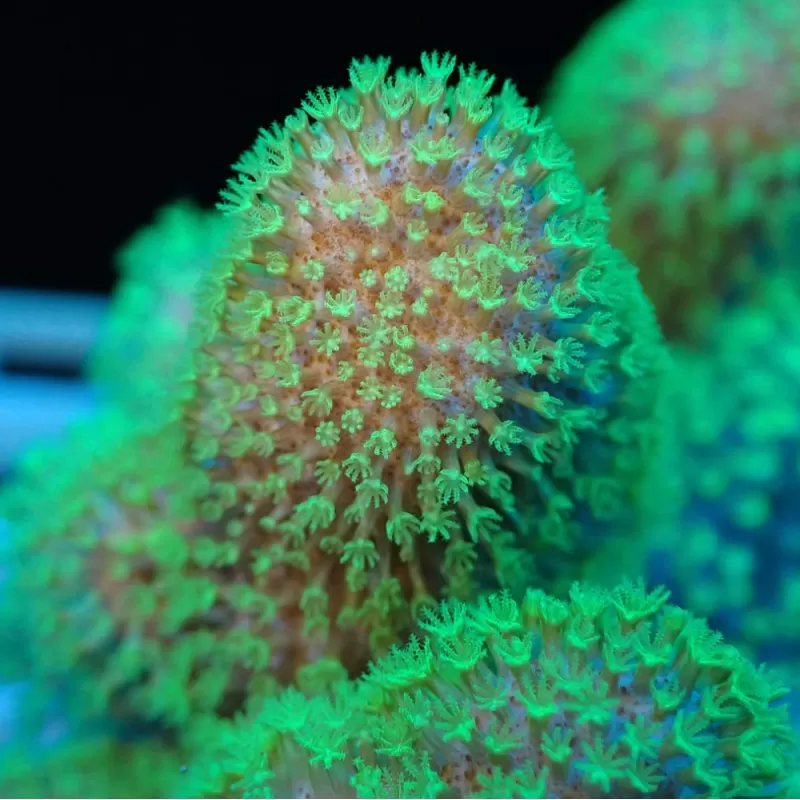 Lobophytum | Coralandfishstore.nl Lobophytum | Coralandfishstore.nl