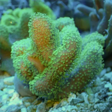 Lobophytum | Coralandfishstore.nl
