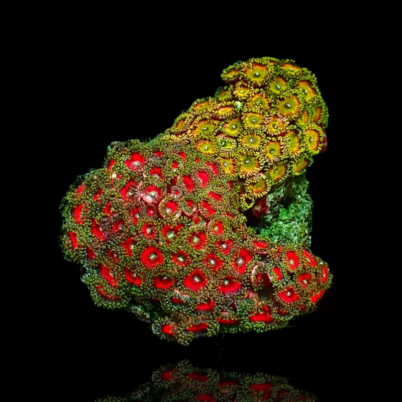 Zoanthus sp assorted Vietnam (XXL) | Coralandfishstore.nl Zoanthus sp assorted Vietnam (XXL) | Coralandfishstore.nl
