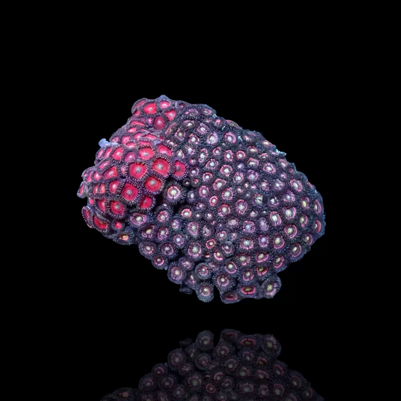 Zoanthus sp. sortiert Vietnam (XXL) | Coralandfishstore.nl Zoanthus sp. sortiert Vietnam (XXL) | Coralandfishstore.nl