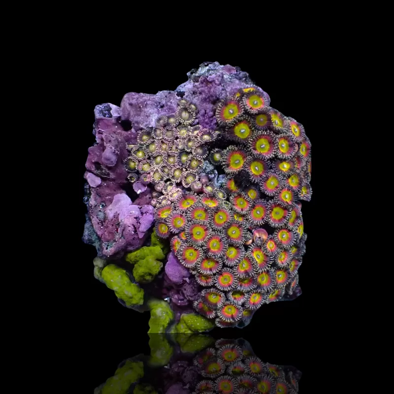 Zoanthus sp. sortiert Vietnam (XXL) | Coralandfishstore.nl Zoanthus sp. sortiert Vietnam (XXL) | Coralandfishstore.nl
