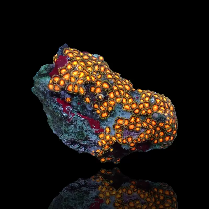 Zoanthus sp assorted Vietnam (XXL) | Coralandfishstore.nl Zoanthus sp assorted Vietnam (XXL) | Coralandfishstore.nl