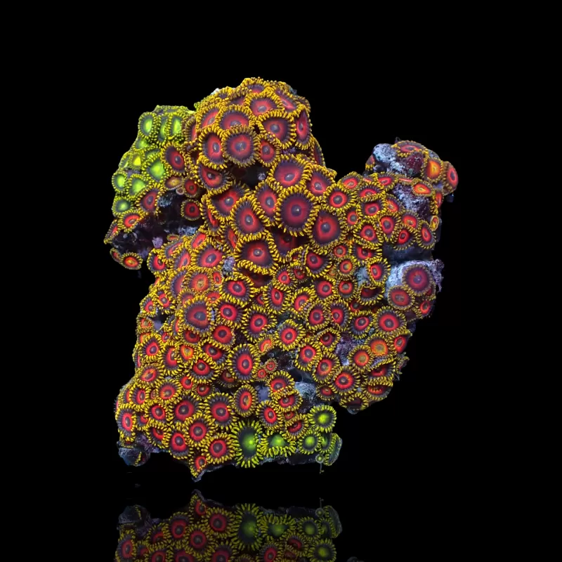 Zoanthus sp. sortiert Vietnam (XXL) | Coralandfishstore.nl Zoanthus sp. sortiert Vietnam (XXL) | Coralandfishstore.nl