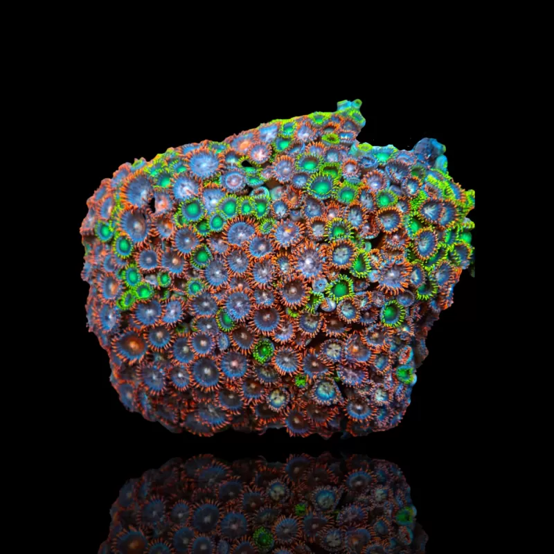 Zoanthus sp assorted Vietnam (XXL) | Coralandfishstore.nl Zoanthus sp assorted Vietnam (XXL) | Coralandfishstore.nl