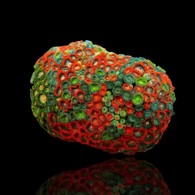 Zoanthus sp assorted Vietnam (XXL) | Coralandfishstore.nl