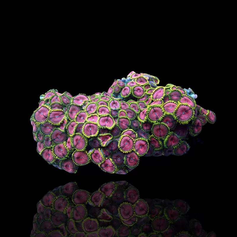 Zoanthus sp assorted Vietnam (XXL) | Coralandfishstore.nl Zoanthus sp assorted Vietnam (XXL) | Coralandfishstore.nl