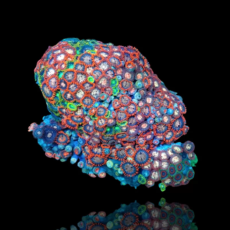 Zoanthus sp assorted Vietnam (XXL) | Coralandfishstore.nl Zoanthus sp assorted Vietnam (XXL) | Coralandfishstore.nl