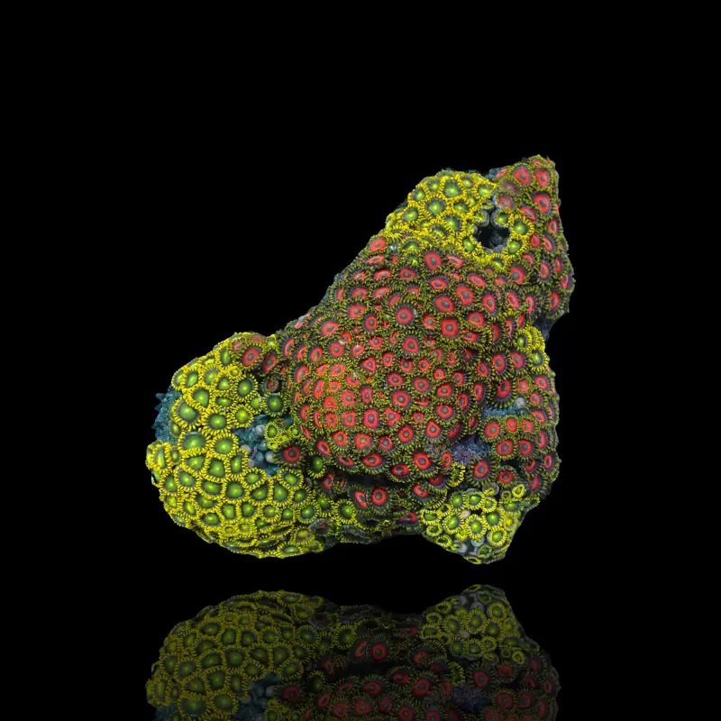 Zoanthus sp assorted Vietnam (XXL) | Coralandfishstore.nl Zoanthus sp assorted Vietnam (XXL) | Coralandfishstore.nl