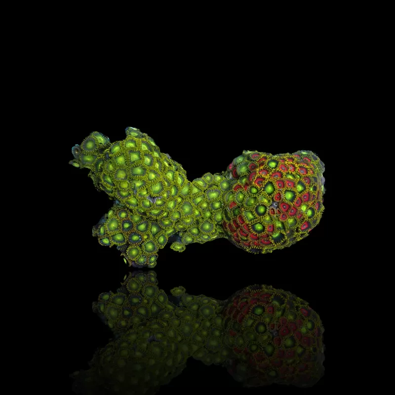 Zoanthus sp assorted Vietnam (XXL) | Coralandfishstore.nl Zoanthus sp assorted Vietnam (XXL) | Coralandfishstore.nl