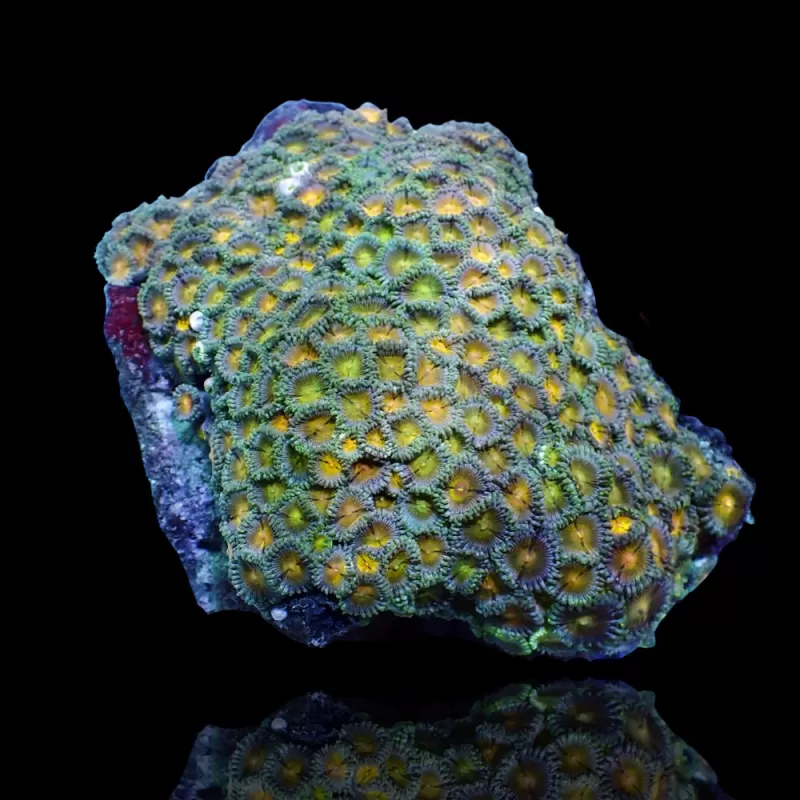 Zoanthus sp assorted Vietnam (XXL) | Coralandfishstore.nl Zoanthus sp assorted Vietnam (XXL) | Coralandfishstore.nl