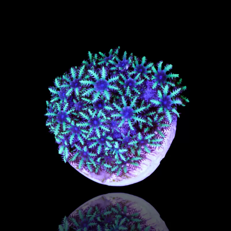 Sympodium sp. blue/purple Frag (4-5 poliepen) Sympodium sp. blue/purple Frag (4-5 poliepen)