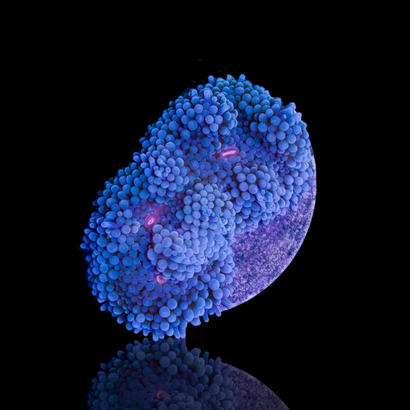Ricordea Florida Blue bestellen? l Coralandfishstore.nl Ricordea Florida Blue bestellen? l Coralandfishstore.nl