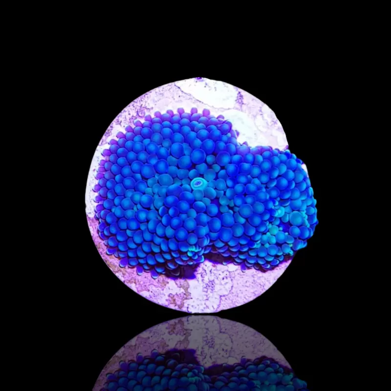 Ricordea Florida Blue bestellen? l Coralandfishstore.nl Ricordea Florida Blue bestellen? l Coralandfishstore.nl