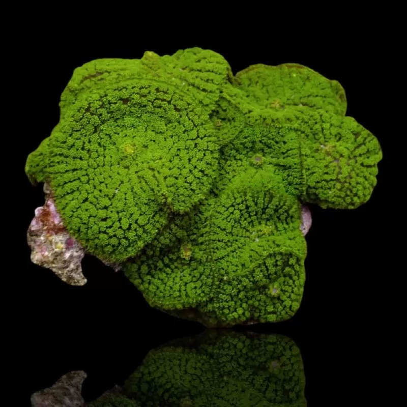 Rhodactis Green On Rock L size Rhodactis Green On Rock L size