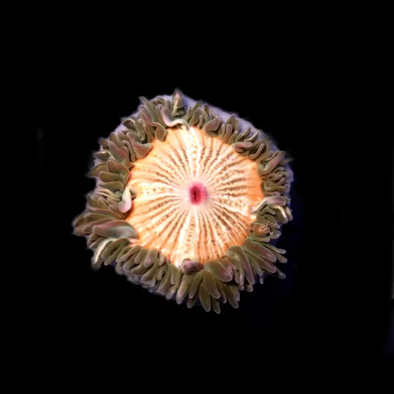 Bestellen Sie Epicystis Crucifer (M)? l Coralandfishstore.nl Bestellen Sie Epicystis Crucifer (M)? l Coralandfishstore.nl