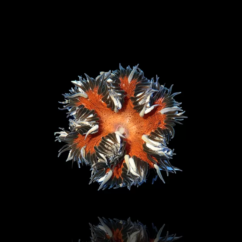 Bestellen Sie Epicystis Crucifer (M)? l Coralandfishstore.nl Bestellen Sie Epicystis Crucifer (M)? l Coralandfishstore.nl
