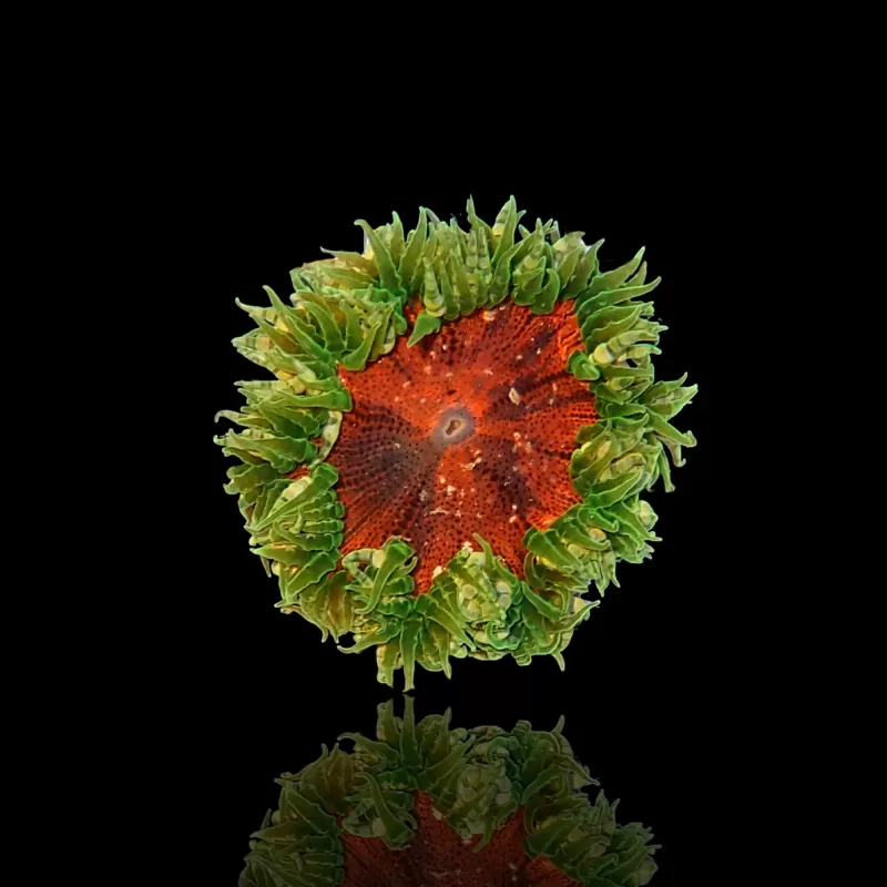 Epicystis Crucifer M-size