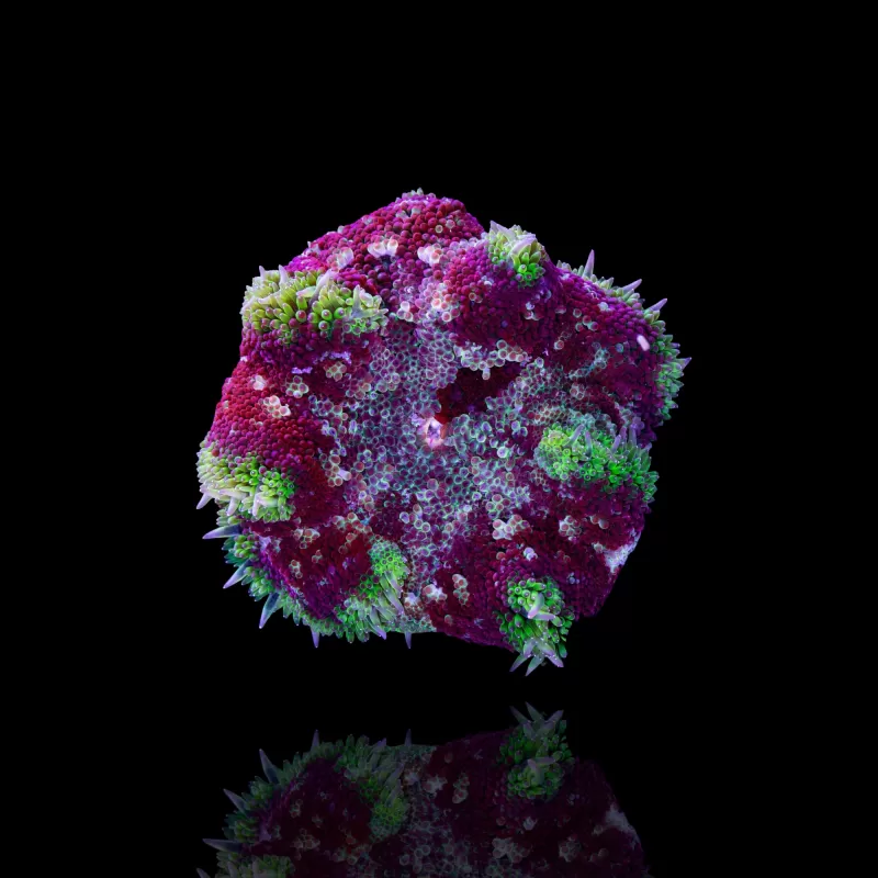 Stichodactyla Tapetum - Mini Tapijt Anemoon kopen ?| Coralandfishstore.nl Stichodactyla Tapetum - Mini Tapijt Anemoon kopen ?| Coralandfishstore.nl
