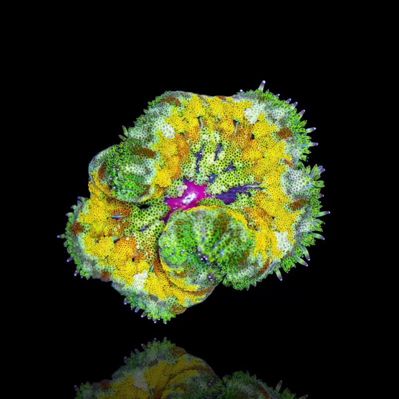 Stichodactyla Tapetum - Mini Tapijt Anemoon kopen ?| Coralandfishstore.nl Stichodactyla Tapetum - Mini Tapijt Anemoon kopen ?| Coralandfishstore.nl