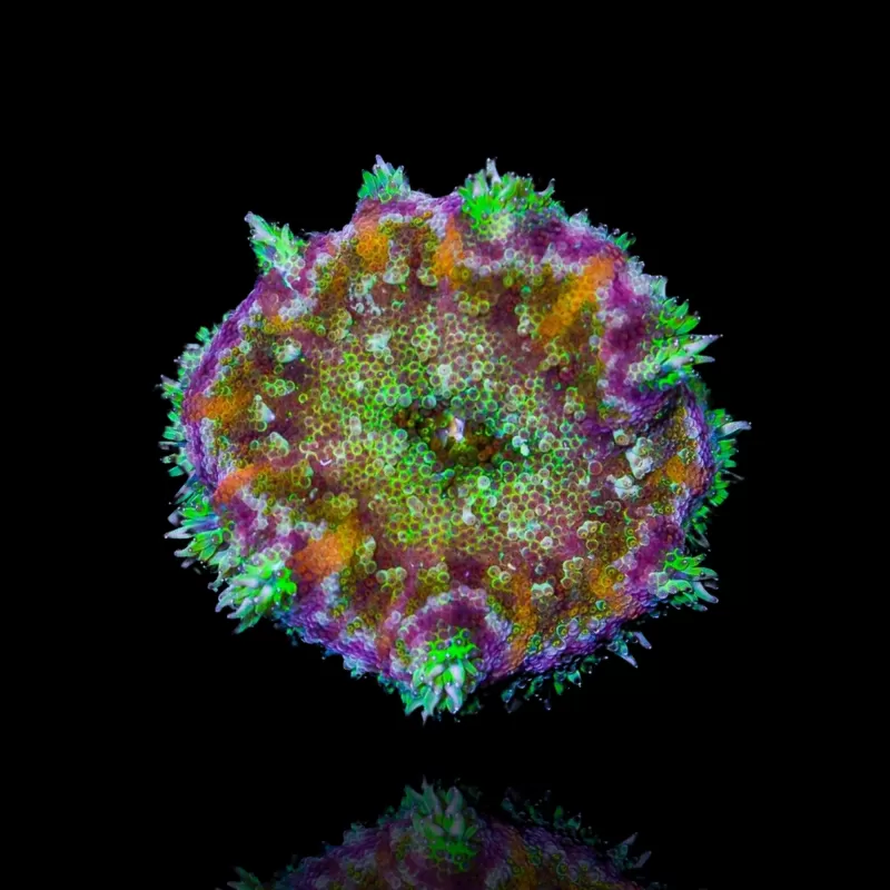 Stichodactyla Tapetum - Mini Tapijt Anemoon kopen ?| Coralandfishstore.nl Stichodactyla Tapetum - Mini Tapijt Anemoon kopen ?| Coralandfishstore.nl