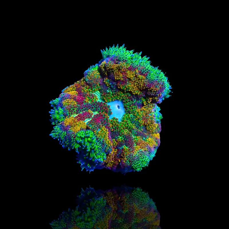 Stichodactyla Tapetum - Mini Tapijt Anemoon kopen ?| Coralandfishstore.nl Stichodactyla Tapetum - Mini Tapijt Anemoon kopen ?| Coralandfishstore.nl