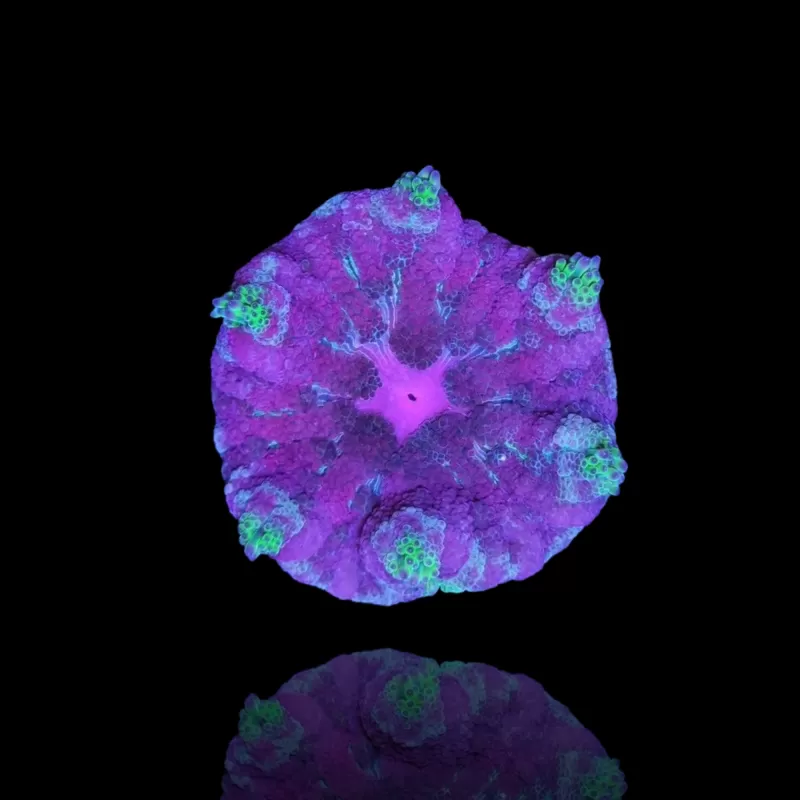 Stichodactyla Tapetum - Mini Tapijt Anemoon kopen ?| Coralandfishstore.nl Stichodactyla Tapetum - Mini Tapijt Anemoon kopen ?| Coralandfishstore.nl