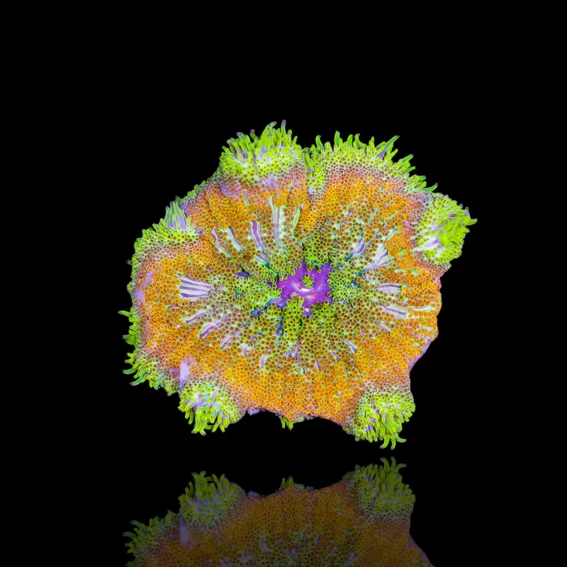 Stichodactyla Tapetum - Mini Tapijt Anemoon kopen ?| Coralandfishstore.nl Stichodactyla Tapetum - Mini Tapijt Anemoon kopen ?| Coralandfishstore.nl