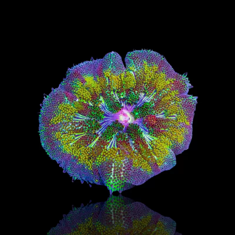 Stichodactyla Tapetum - Mini Tapijt Anemoon kopen ?| Coralandfishstore.nl Stichodactyla Tapetum - Mini Tapijt Anemoon kopen ?| Coralandfishstore.nl