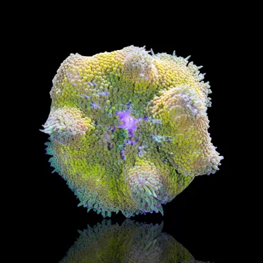 Stichodactyla Tapetum - Mini Tapijt Anemoon kopen | Coralandfishstore.nl