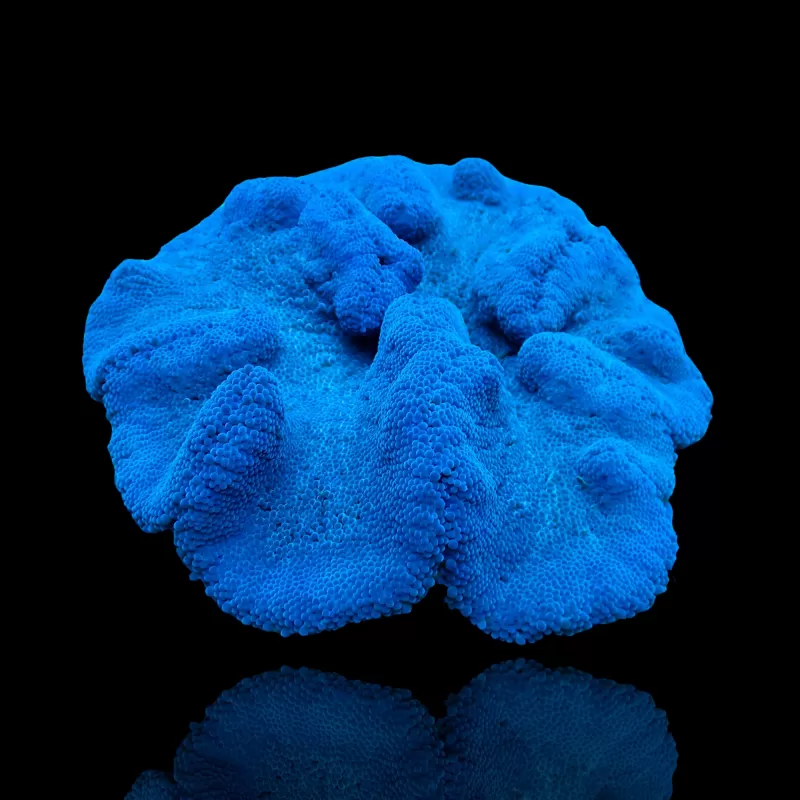Stoichacti Kenti Blue Colored Carpet Anemone | Coralandfishstore.nl Stoichacti Kenti Blue Colored Carpet Anemone | Coralandfishstore.nl
